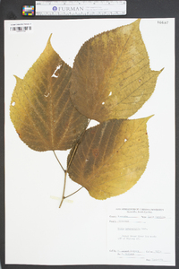 Tilia heterophylla image