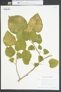 Tilia heterophylla image