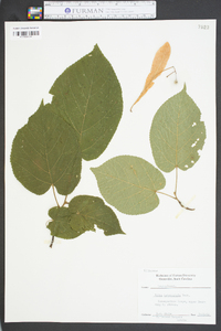 Tilia heterophylla image