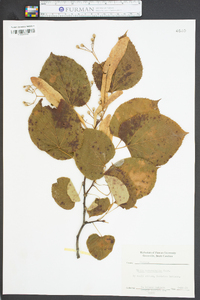 Tilia heterophylla image