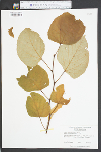 Tilia heterophylla image