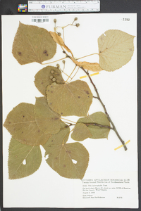 Tilia heterophylla image