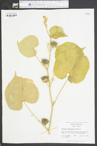 Abutilon theophrasti image