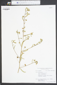 Sida rhombifolia image