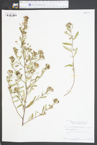 Sida rhombifolia image