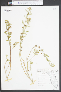 Sida rubromarginata image