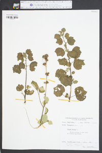 Urena lobata image