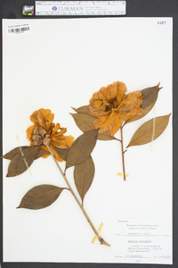 Camellia reticulata image