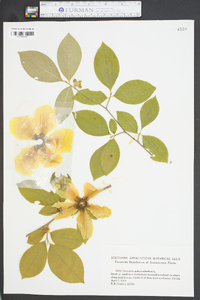 Stewartia malacodendron image