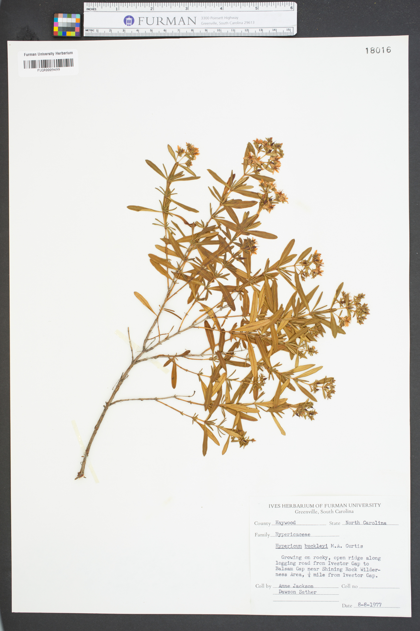 Hypericum buckleyi image