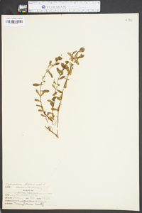 Image of Ascyrum crux-andreae