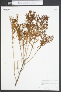 Hypericum densiflorum image