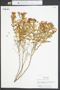 Hypericum densiflorum image