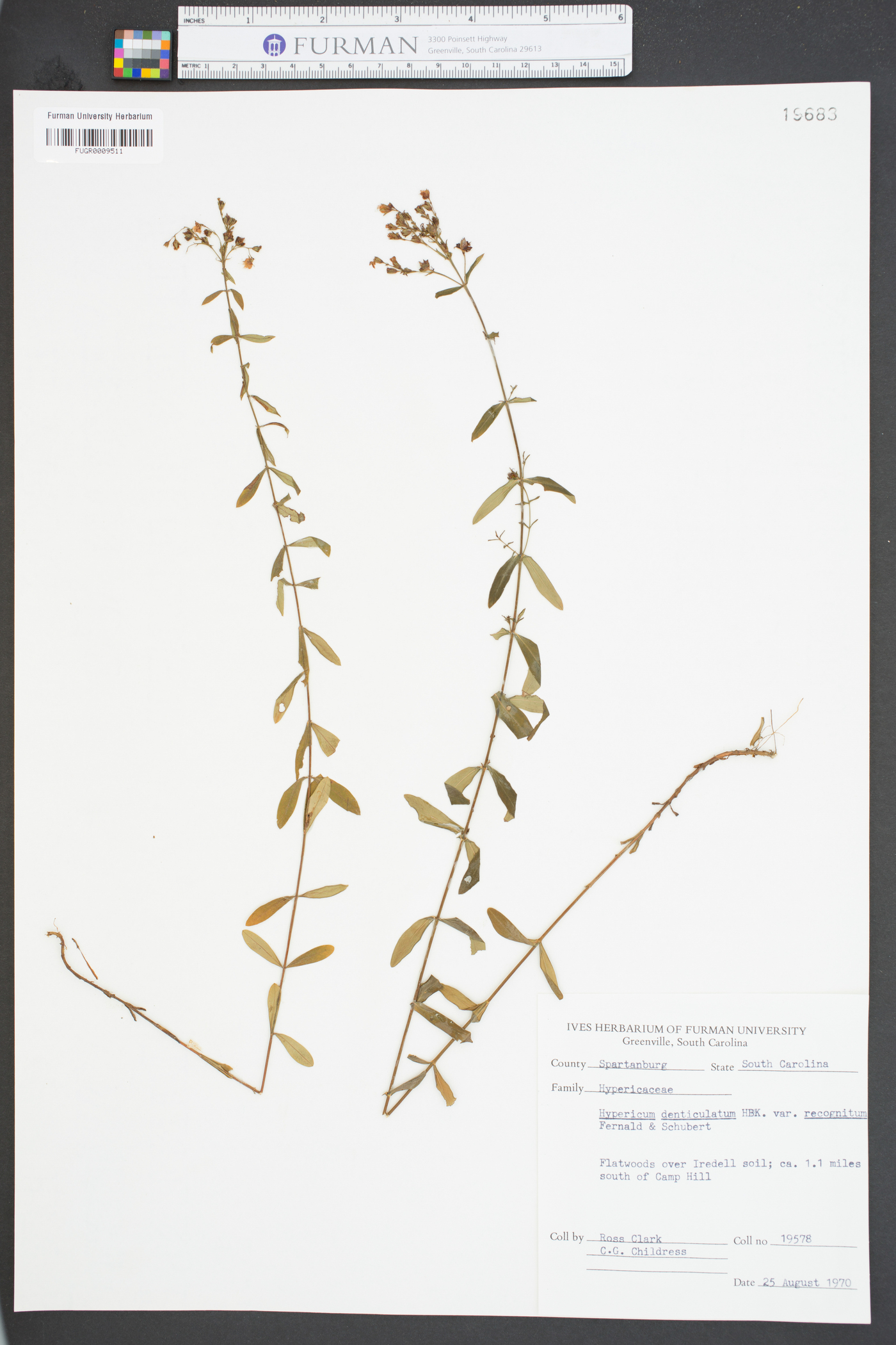 Hypericum denticulatum var. recognitum image