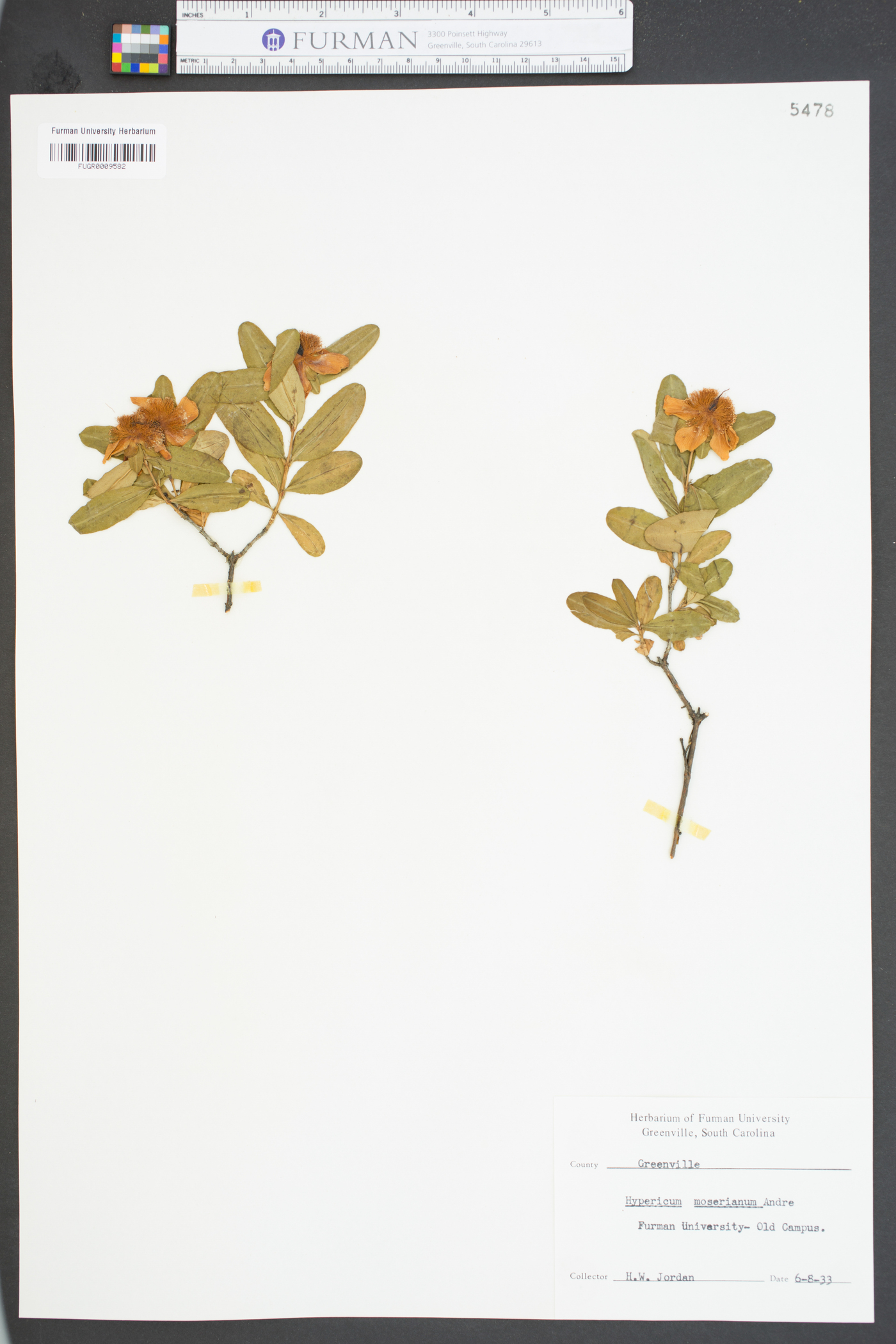 Hypericum moserianum image