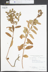 Hypericum walteri image