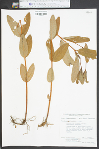 Hypericum walteri image