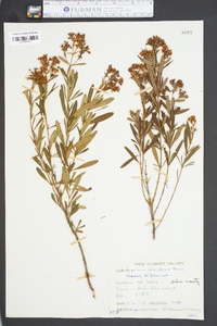 Hypericum densiflorum image