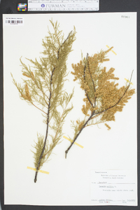 Tamarix gallica image