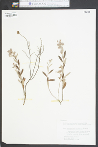 Helianthemum corymbosum image