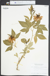 Passiflora incarnata image