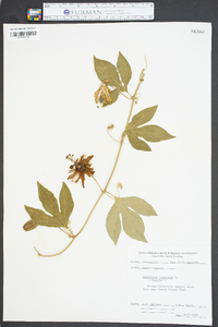 Passiflora incarnata image