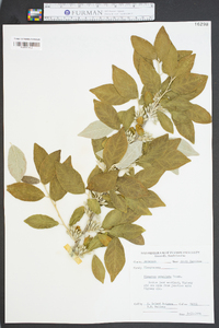 Elaeagnus umbellata image