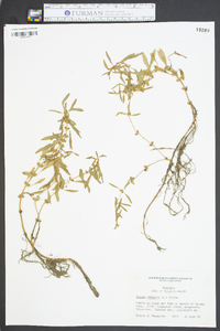 Rotala ramosior image