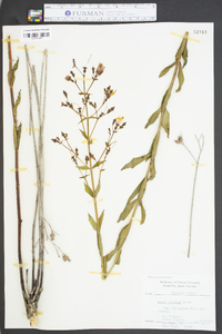 Rhexia alifanus image