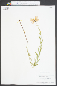 Rhexia alifanus image