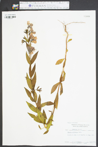 Rhexia alifanus image