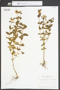 Rhexia virginica image