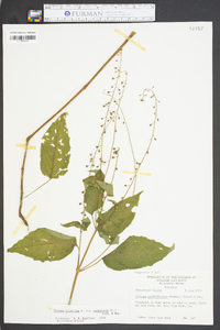 Circaea quadrisulcata image