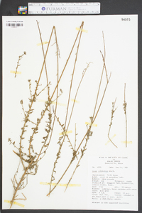 Oenothera filiformis image