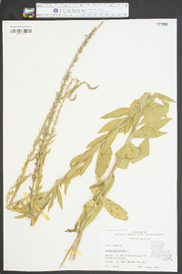 Oenothera curtiflora image