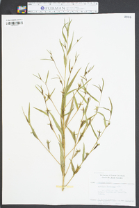 Ludwigia decurrens image