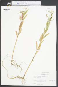 Ludwigia decurrens image