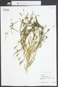 Ludwigia decurrens image