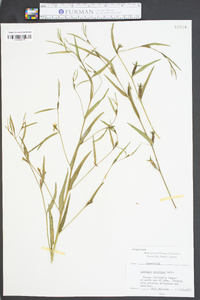 Ludwigia decurrens image