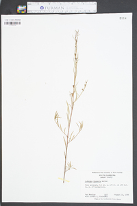 Ludwigia linearis image