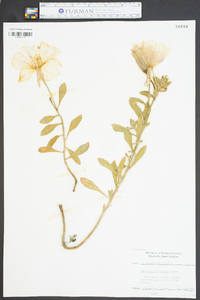 Oenothera drummondii image