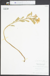 Oenothera drummondii image