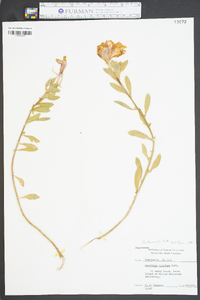 Oenothera drummondii image