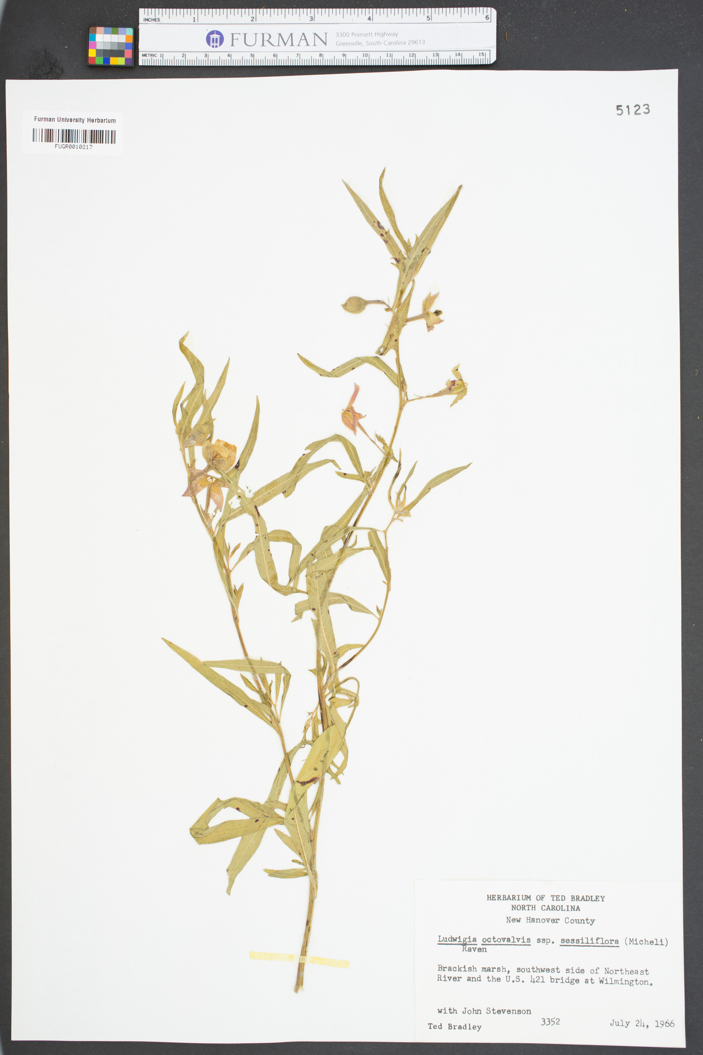 Ludwigia octovalvis subsp. sessiliflora image
