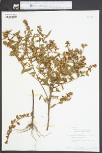 Ludwigia pilosa image