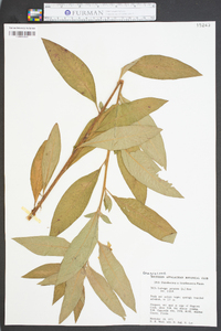 Ludwigia peruviana image