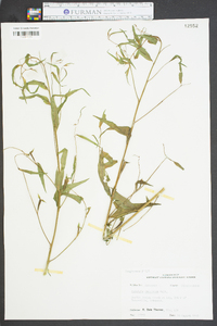 Ludwigia decurrens image