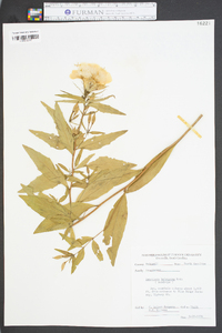 Oenothera tetragona image