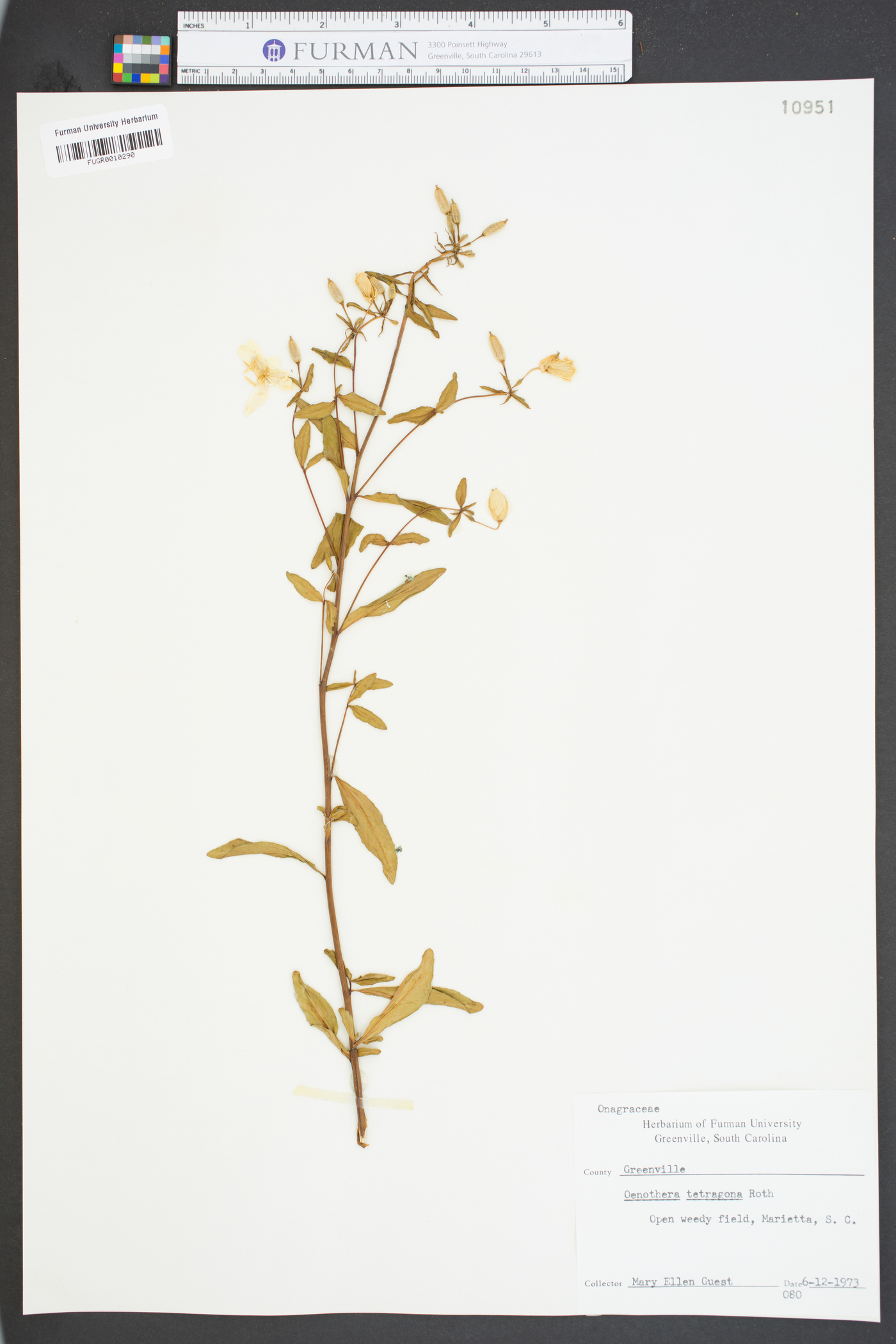 Oenothera tetragona image