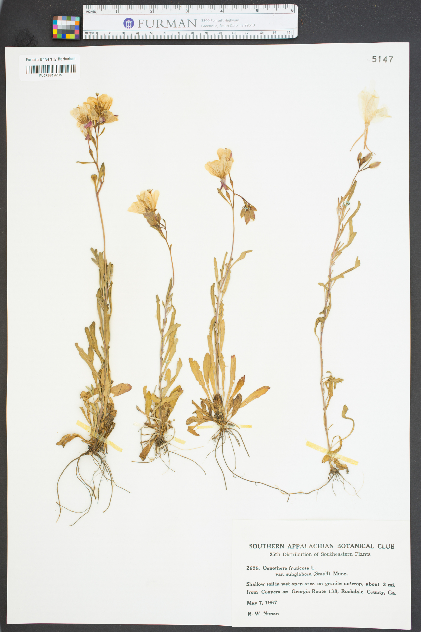 Oenothera fruticosa var. subglobosa image